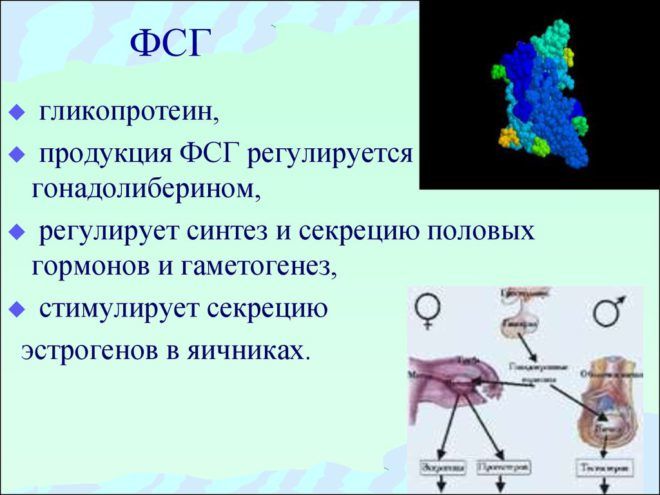 фолликулостимулирующий гормон норма у женщин